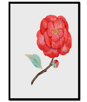 Watercolor illustration of a red camellia flower with green leaves