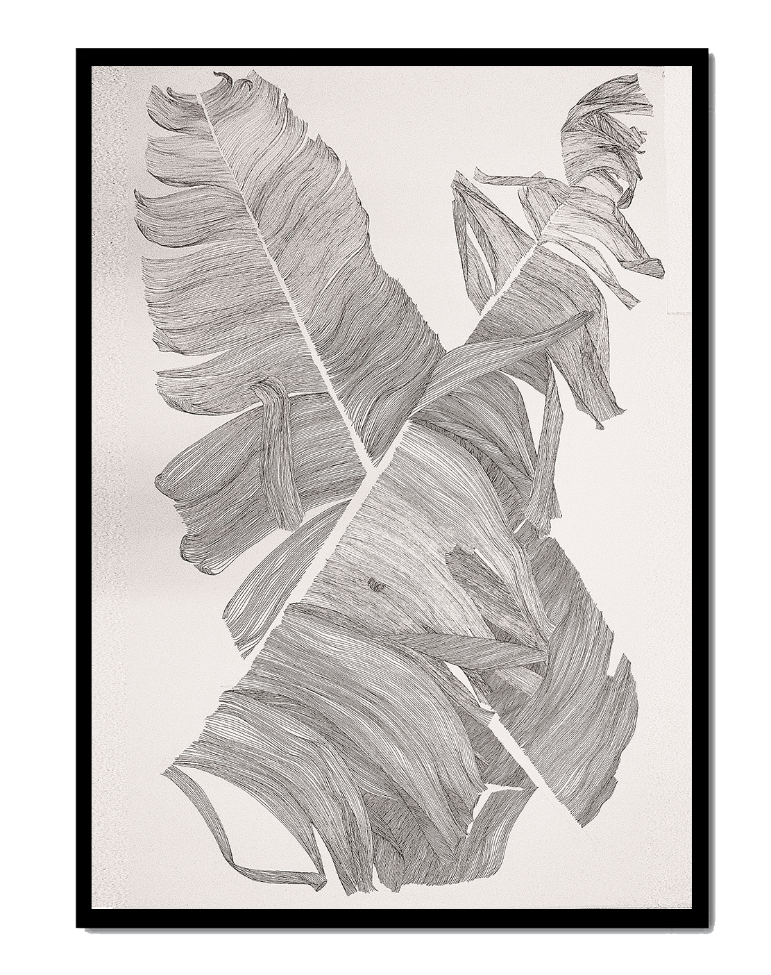 Monochrome Abstract Illustration of Overlapping Leaves