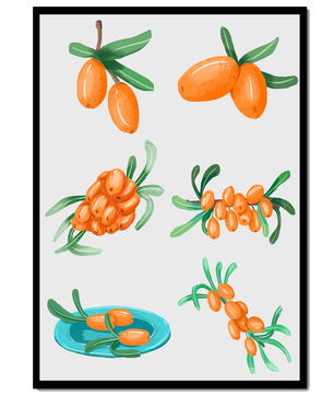 Ilustraciones de bayas de espino amarillo con hojas verdes