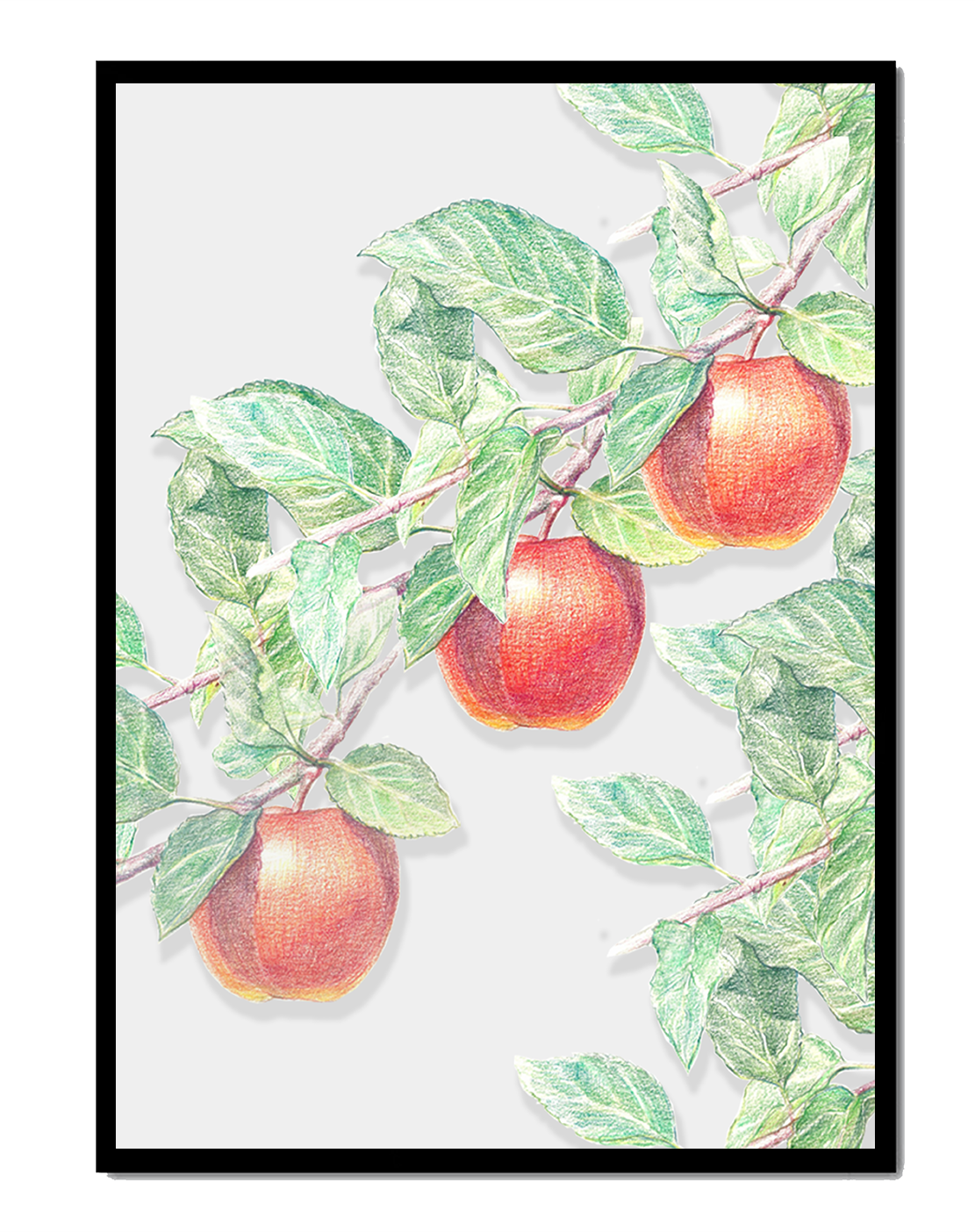 Illustration of Apples on a Tree Branch with Green Leaves