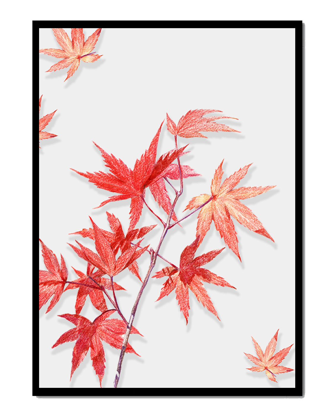 Delicate red maple leaves on white background