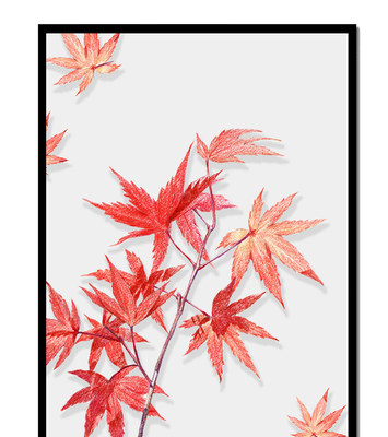 Delicate red maple leaves on white background