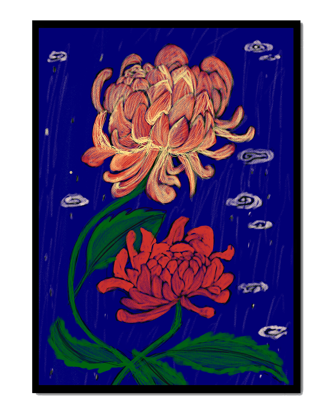 Colorful chrysanthemum illustration on dark blue background