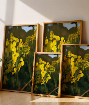Close-up view of vibrant yellow flowers in a lush green field