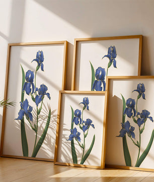 Flores de lirio azul elegantes con acentos dorados sobre un fondo blanco