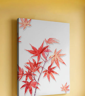 Delicate red maple leaves on white background
