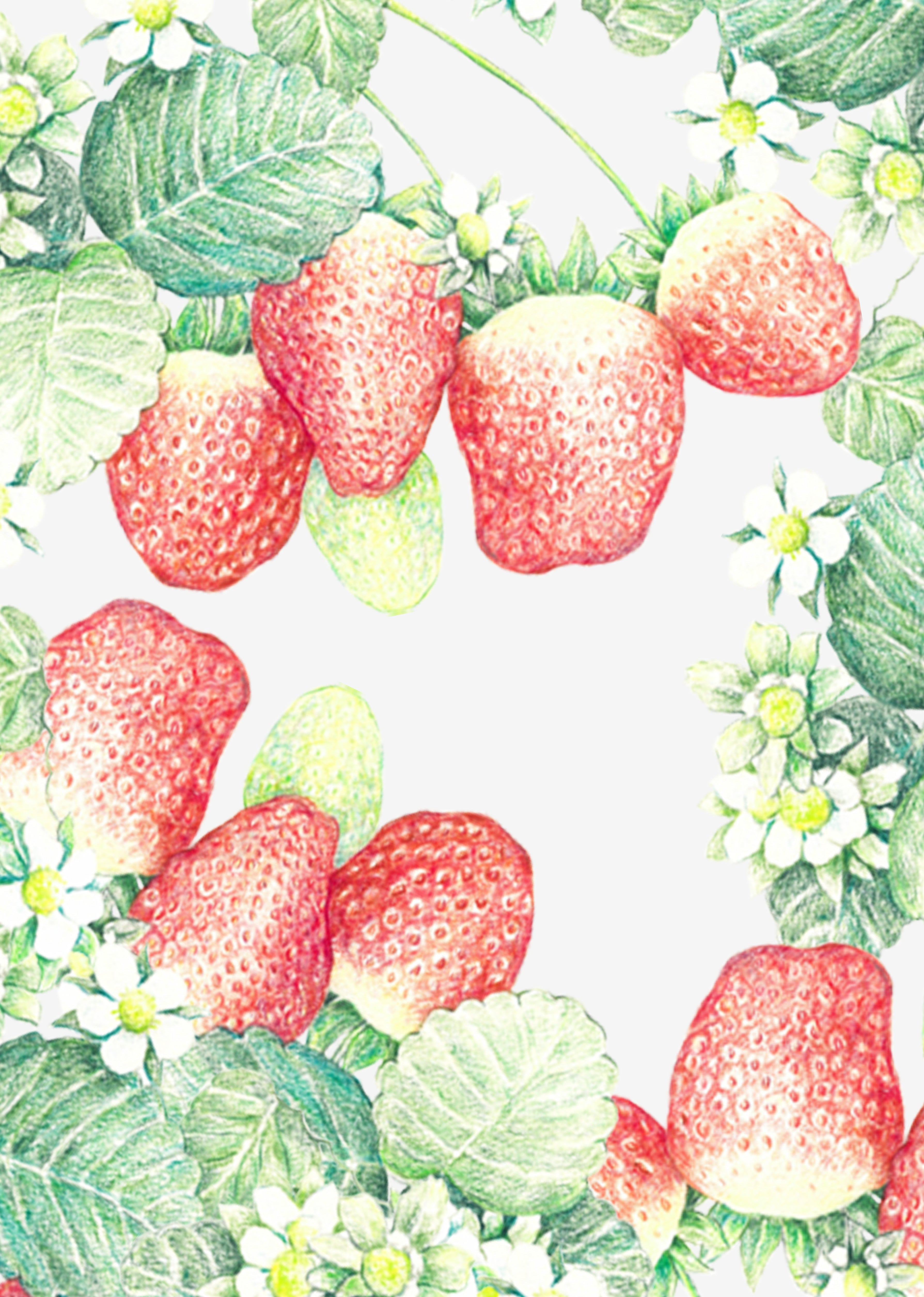 Illustration of strawberries and flowers with lush green leaves